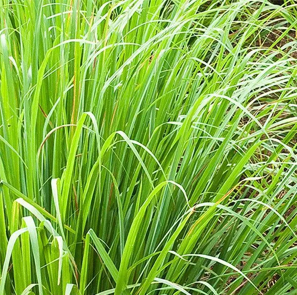 Lemongrass 4